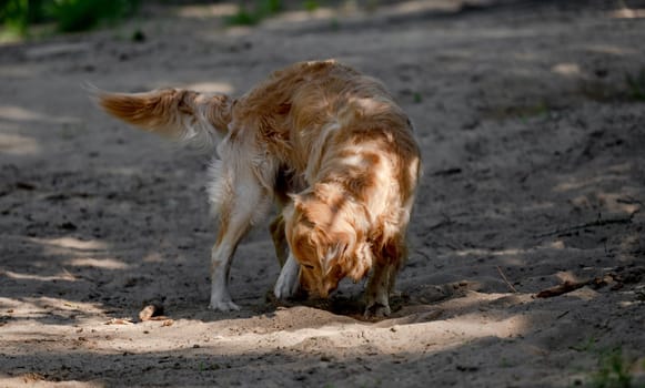 Golden Retriever Dog Digs Hole In Sand