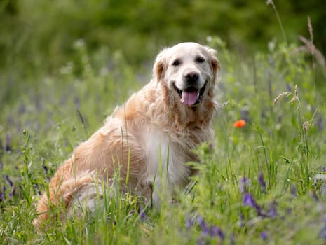 Golden Retriever Dog Sits In A Meadow Among Flowers