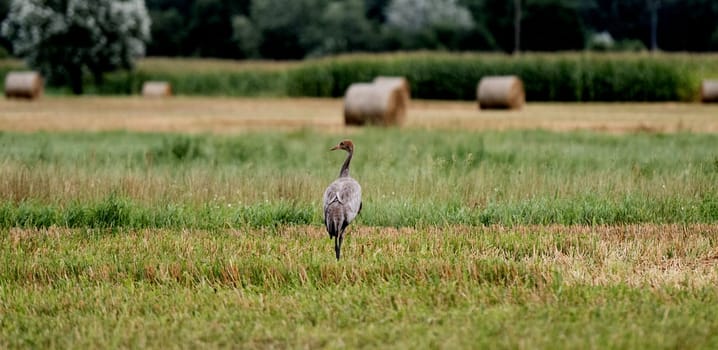 Grey Crane Chick In Field Stands Tall, Observing Surroundings With Curiosity