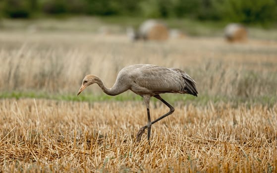 Grey Crane Chick In Field Stands Tall, Observing Surroundings With Curiosity