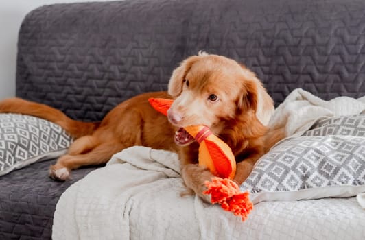 Bright Toy Duck Lies Next To Toller Dog, A Nova Scotia Duck Tolling Retriever, On Couch
