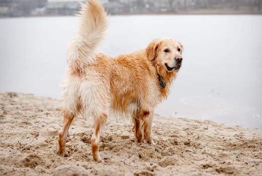 Golden Retriever Stands On Sandy Shore, Looking At Water From Behind