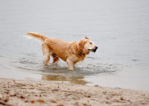Golden Retriever Shakes Off Water While Standing In River, Enjoying Dog Swimming