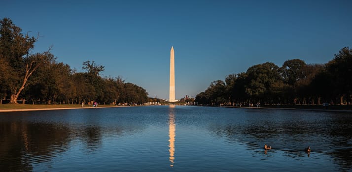 Washington DC, USA - Oct. 10, 2022: Ducks glide peacefully across a calm reflecting pool, with the Washington Monument towering in the background.