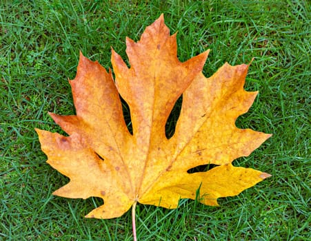 Bright yellow maple leaf on green grass background.