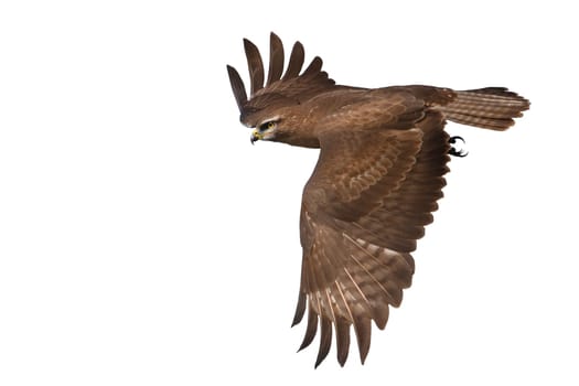 bird of prey in flight isolated on white , hunter, freedom