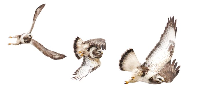 Bird of prey, Common Buzzard moments of flight isolated on white, hunter, freedom