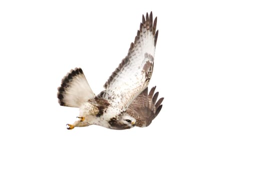 Bird of prey, Rough-legged Buzzard in flight isolated on white, hunter, freedom