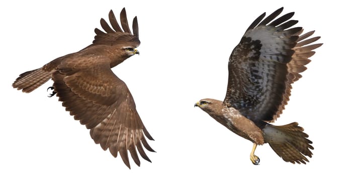 buzzard moments of flight isolated on white background, hunter, freedom