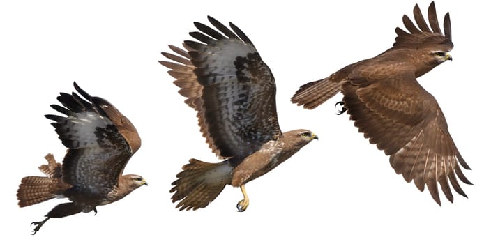 buzzard moments of flight isolated on white, hunter, freedom