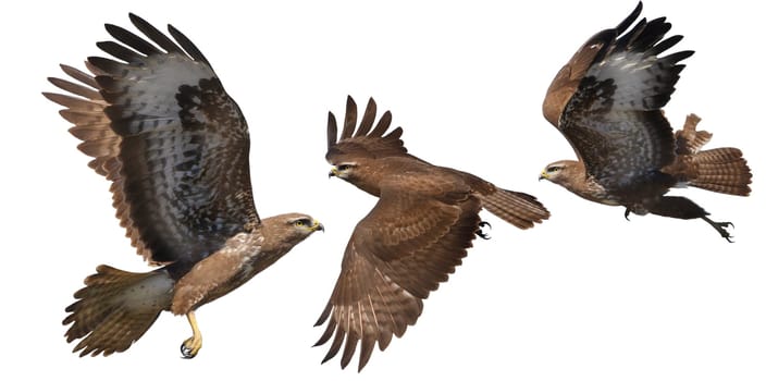 buzzard, bird of prey moments of flight isolated on white background, hunter, freedom