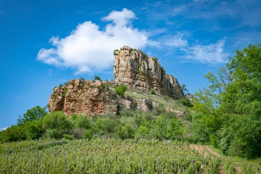 Saone et Loire,France,25-05-2024: , Solutre Pouilly, people and mountain climbers climb the rock of Solutre and vineyard fall