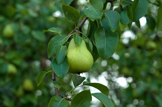 Close-up of a ripe pear hanging from a tree branch with green leaves, in a natural outdoor garden setting. Concept of fresh fruit and agriculture