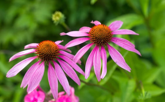 Close-up of two pink cone flowers with orange centers in a garden. Green foliage background. Concept of nature and gardening