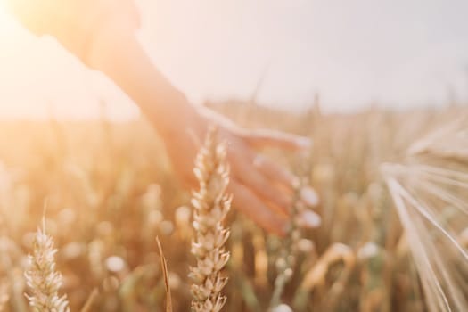 Woman farmer walks through a wheat field at sunset, touching green ears of wheat with his hands. Hand farmer is touching ears of wheat on field in sun, inspecting her harvest. Agricultural business.