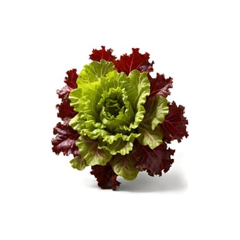 Red leaf lettuce ruffled deep red and green leaves chopped flying motion blur vinaigrette misting. Food isolated on transparent background.