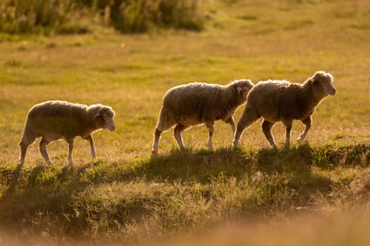 Flock Of Sheep At Sunset Paints Serene Picture