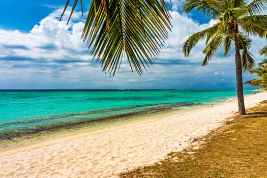 Palm trees on the tropical Le Morne beach, Mauritius. Tropical vacation background concept on Le Morne beach, Mauritius. Paradise beach on Mauritius island, palm trees, white sand, azure water.