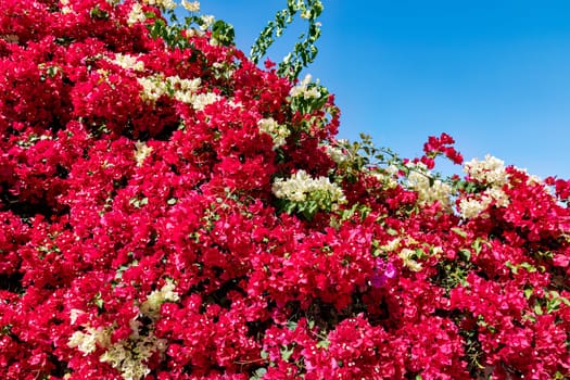 Pink Bougainvillea flower on white background. White wall covered in bougainvillea against the blue sky.
