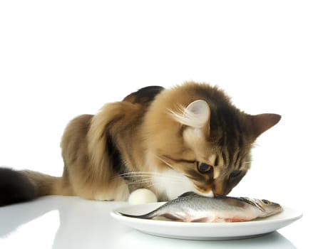 a fluffy domestic cat eating fish on a white background.