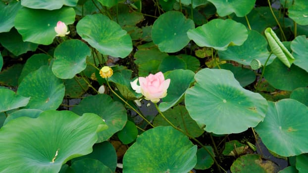 green garden lotus petal background beauty pond zen lotus flower nature bloom flower flora
