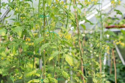 Young tomato plants with delicate yellow flowers grown in a greenhouse, indoor gardening, waiting for the harvest of fresh organic vegetables,