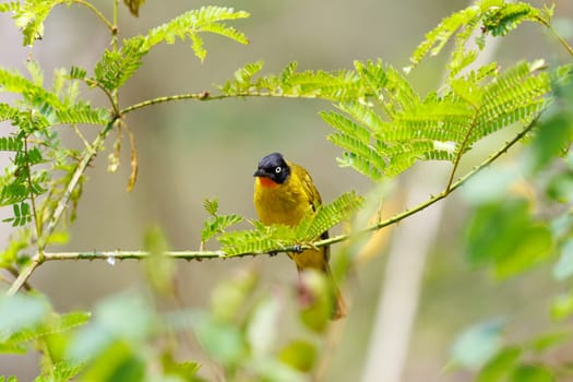 Flame Throated Bulbul perched on a tree in India