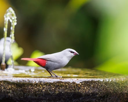 Lavender Waxbill taking a sip of water from a fountain in Hawaii