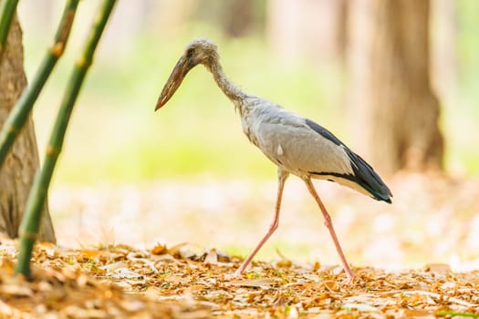 Openbill Stork foraging for food in the woods of Thailand