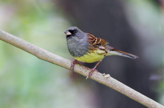 Black Faced Bunting perched on a tree branch in Taiwan