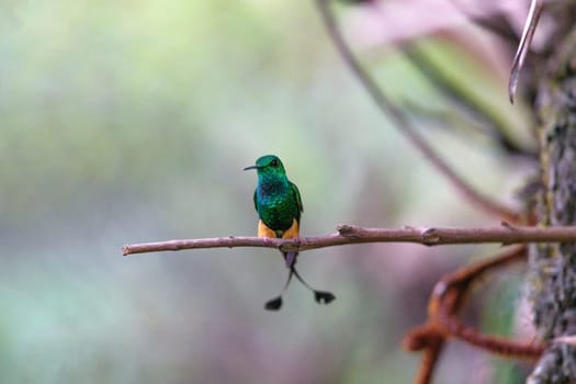 Rufous Booted Rackettail perched on a tree branch in Peru