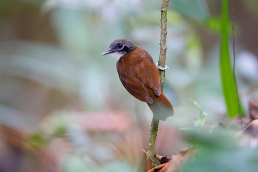 Bicolored Antbird perched next to an ant swarm in Panama