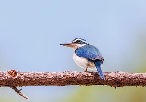 Pacific Kingfisher perched on a branch in Fiji
