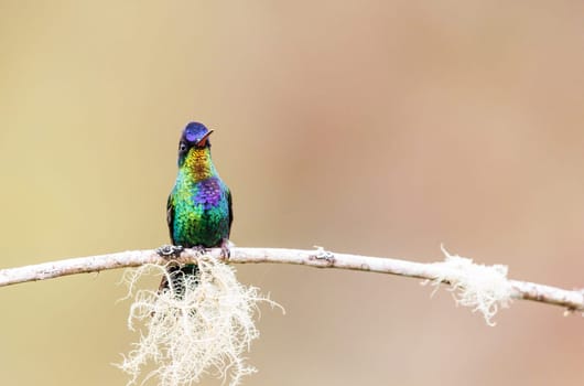 Fiery Throated Hummingbird perched on a branch in Costa Rica