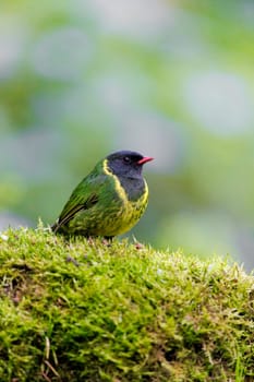 Green and Black Fruiteater perched on a mossy rock in Colombia