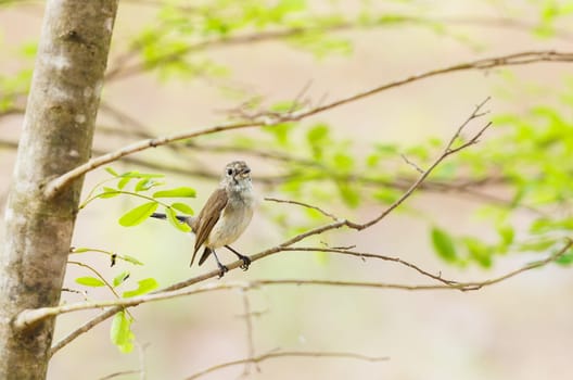 Taiga Flycatcher perched on a tree in Cambodia