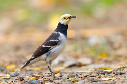 Black Collared Starling foraging for food in Thailand