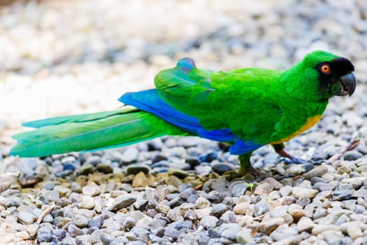 Masked Shining Parrot foraging on the ground in Fiji