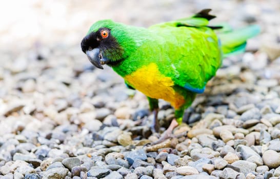 Masked Shining Parrot foraging on the ground in Fiji
