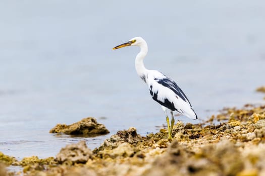Pacific Reef Heron fishing from the banks of Tonga