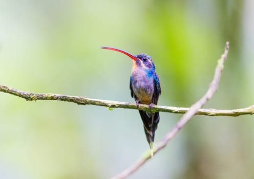 Green Hermit perched on a vine in Panama