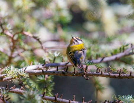 Common Firecrest perched on a tree in Morocco