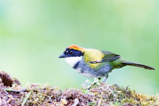Chestnut-Capped Brushfinch perched on a dead tree in Costa Rica