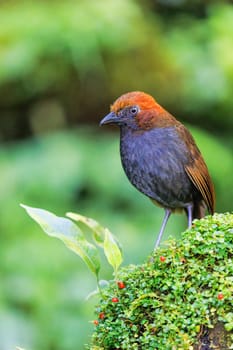 Chestnut-Naped Antpitta perched on a mossy rock in Colombia