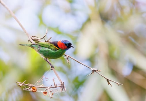 Red Necked Tanager perched on a tree in Brazil