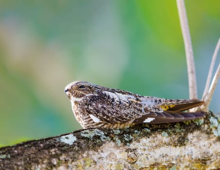 Antillean Nighthawk sleeping on a tree in The Bahamas