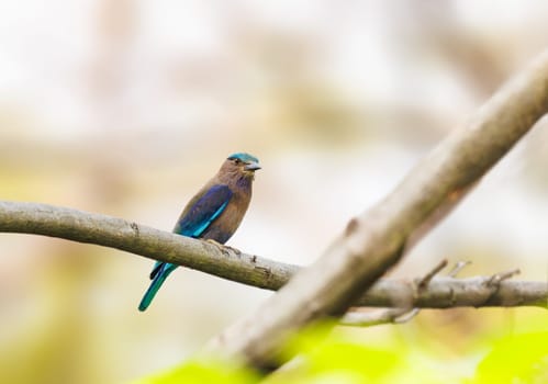 Indochinese Roller perched on a tree in Thailand