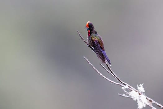 Rainbow bearded Thornbill perched on a tree in Colombia