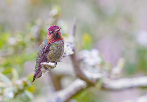 Anna's hummingbird perched on a tree in California USA