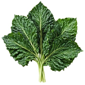 Collard greens with large leaves and water droplets in dynamic bunch Food and culinary concept. Food isolated on transparent background.